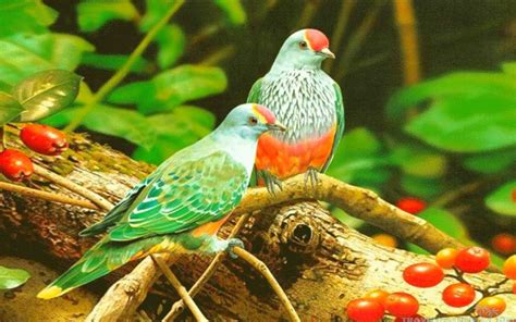The World Of Birds Beautiful Colorful Birds Hd Wallpaper For Desktop 2880x1800