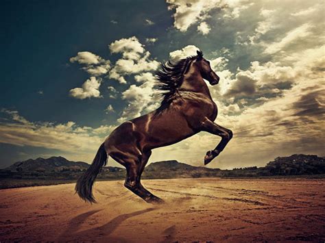 Free Download Horse Wallpapers Ild Rather Be Riding Horse Wallpaper