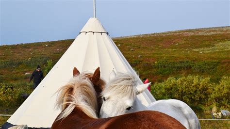 Sweden | Lapland | Icelandic horse | Trail Ride ...