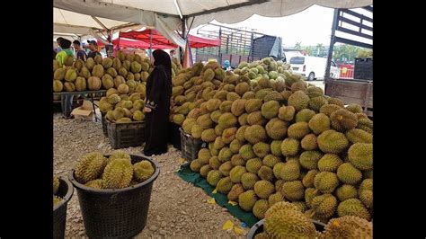 Malaysia expects durian production to pass 440,000 tonnes by 2030 and plans are being made to maximise the fruit's potential. Pesta Durian Longgok Terbaik Pasir Salak Kampung Gajah ...
