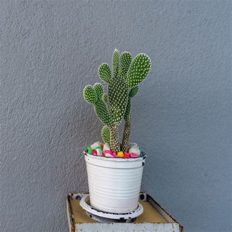 A cactus (plural cacti, cactuses, or less commonly, cactus) is a member of the plant family cactaceae, a family comprising about 127 genera with some 1750 known species of the order. Bunny Ear Cactus | Airifier