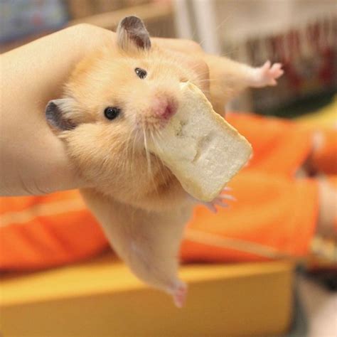 608 Best Syrian Hamsters Images On Pinterest Syrian Hamster Hamsters