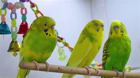 Budgie Sounds For Listening Parakeets Singing Youtube