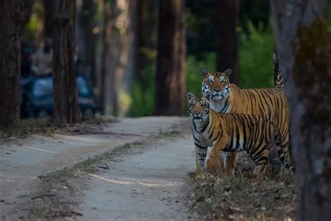 Bandhavgarh Vs Kanha National Park Comparison