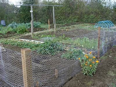 Will she have enough chicken wire to go around the garden? Chicken Wire Mesh Used in Garden as Fence, Raised Bed, Trellis