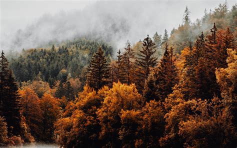 Download Wallpaper 3840x2400 Forest Trees Fog Clouds Autumn 4k
