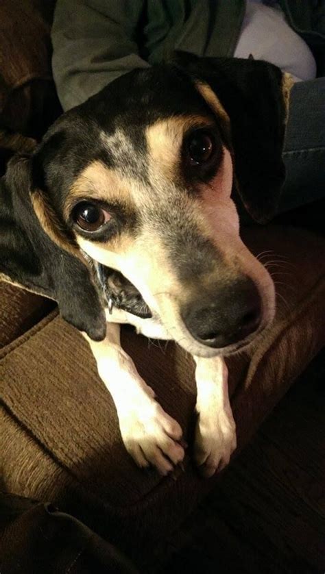 If you are adopting a dog, bring any dogs that you already have at home to the spca to meet the shelter dog. Adams County Pet Rescue - petfinder
