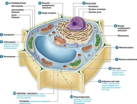 Plant Cell Diagram To Label Luxury Can I A Well Labelled Diagram Of