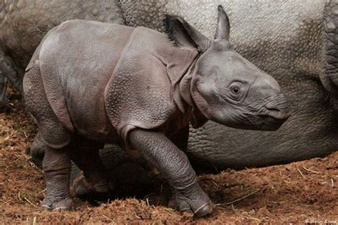 Indian Rhinoceros Born Its A Girl Zooborns