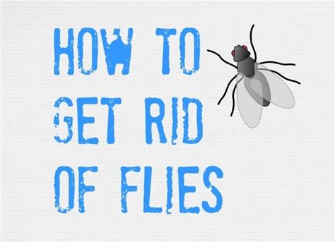 Ultimate Tips On How To Get Rid Of Flies Inside And Outside