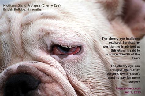 They're so complex and beautiful, yet in some ways, surprisingly my 16 month old english bulldog, has cherry eyes in both eyes…she has lots of eye mucus every morning. 0933Singapore condos, rental properties, Singapore real ...
