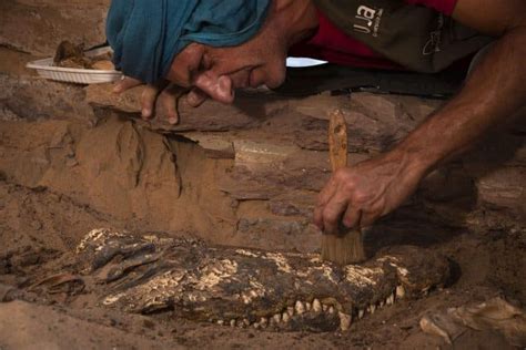 ancient egyptian tomb uncovered with mummified crocodiles