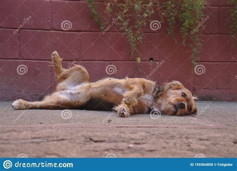Dog Lying On Side Sticking Up One Leg Showing Relaxation Stock Photo
