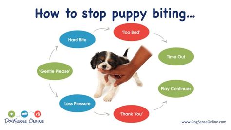 Teaching your puppy to be gentle (bite inhibition) no matter your puppy's upbringing and social interaction, the first step to get it to stop biting is to teach it how to be gentle with its mouth. Stop puppy biting now! We've got the sure-fire way to ...