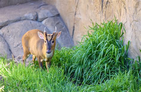 Biodiversity Hotspots At The Charles Paddock Zoo Your Central Coast Zoo