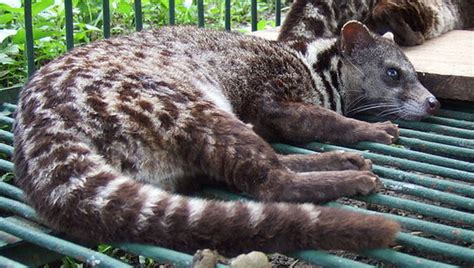 We did not find results for: Facts of Leyte and Samar Islands, Philippines: Eastern ...