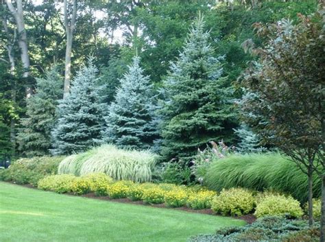 Best Privacy Trees And Shrubs For Zones 5 And 6 Large Backyard