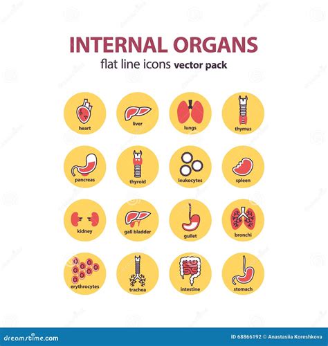 Human Anatomy Icons Vector Internal Organs Pictogram Set Stock Vector