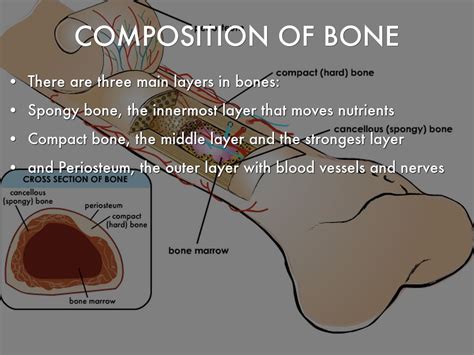 Different types of bones have differing shapes related to their long bones function to support the weight of the body and facilitate movement. Skeletal System by ge3009
