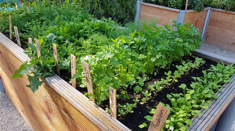 Vor dem umzug ins beet oder in die Kräuter pflanzen: Tipps für Balkon & Beet - Plantura