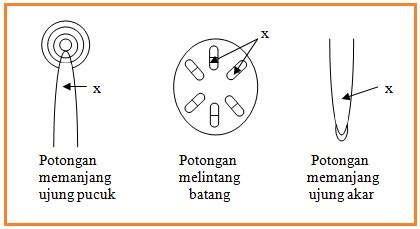 Biologi Gonzaga Test Jaringan