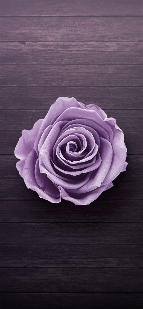 iPhone Rose Wallpaper - 031