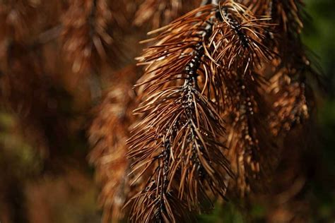 Why Is My Pine Tree Dying Common Reasons Explained