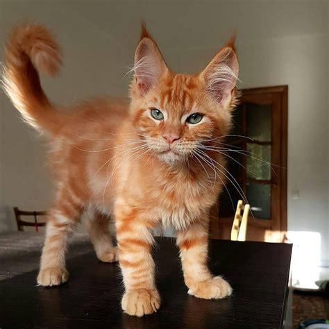 20 most popular long haired cat breeds katzen bezaubernde kätzchen amerikanische waldkatze