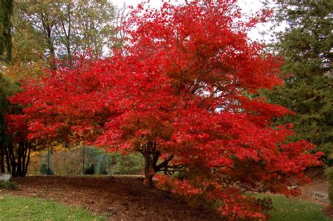 Japanese Maple Colors The Worlds Best Gardening Blog