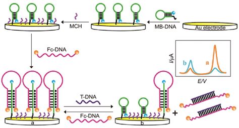 Schematic Diagram Of The Electrochemical Dna Biosensor For The