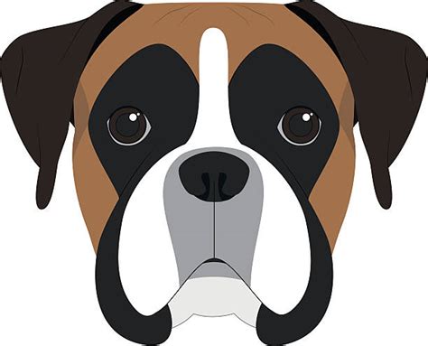 Boxer Dog Illustrations Royalty Free Vector Graphics
