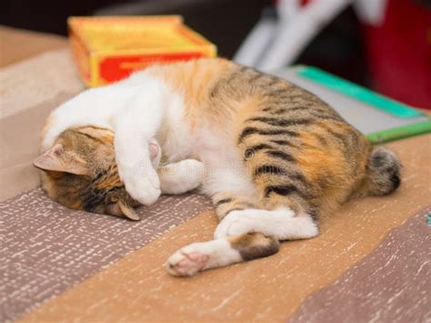 Shy Cat On Bed Stock Image Image Of Activity Sleepy 96822157