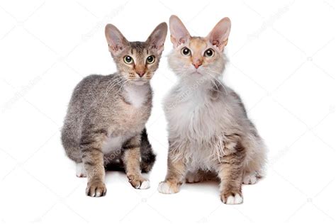 Two Sphynx Cat With Hair — Stock Photo © Eriklam 12876269