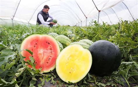 Growers Produce 1000 British Watermelons In Bid To Champion Local