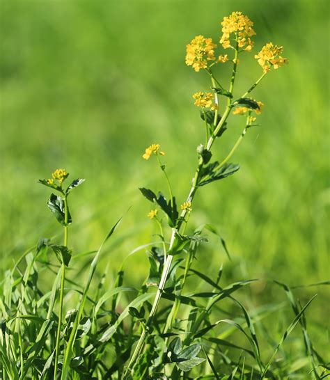 Free Images Nature Sun Meadow Prairie Flower Bloom