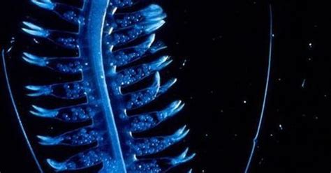 Tomopteris Deep Sea Alien Worm Under Water And In The