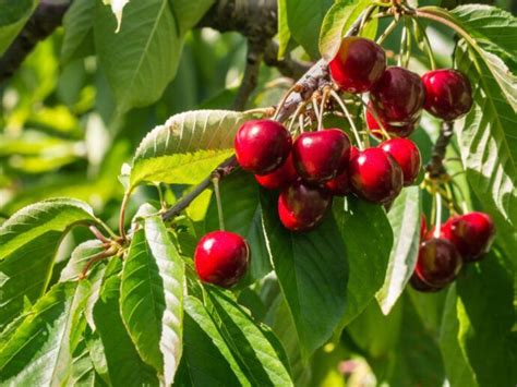 How To Grow And Care For Fruiting Cherry Trees Gardener S Path Artofit