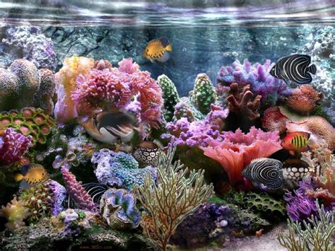 Coral Reef Wallpaper Widescreen Wallpaper Coral Reef Wallpaper