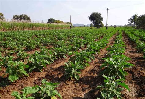 A Guide To Understand Cash Crops Check How This Guide Helps Beginners
