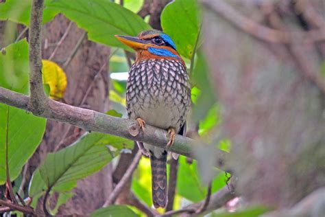 Remote Philippines Tours Endemics Galore Birdquest Tours Worldwide