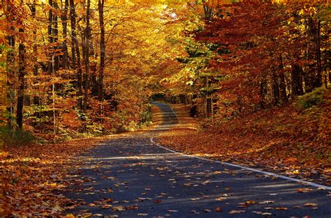 Road In The Autumn Forest Wallpapers And Images