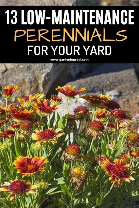 13 Low Maintenance Perennials For Your Yard Low Maintenance