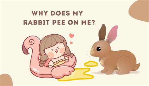 Why Does My Rabbit Pee On Me