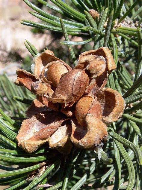 Pinyon Pine Cone With Seeds The Seeds Or Nuts Of The Pinyo Flickr