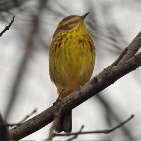 Manhattan Bird Alert on Twitter: "Palm Warblers have arrived in Central