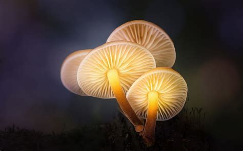 Mushrooms Forest Light High Quality Hd Wallpaper Peakpx