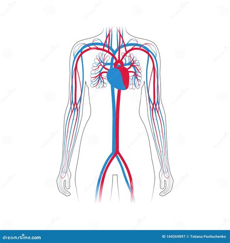Anatomia Del Sistema Circolatorio Illustrazione Vettoriale