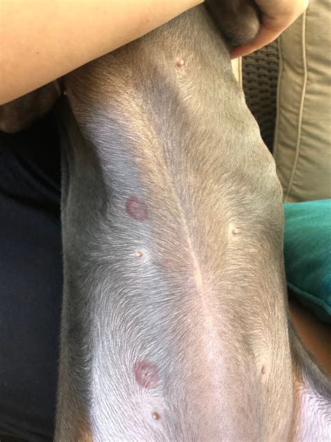 My Dog Has Two Dime Size Spots On Her Stomach Red In Color One Is