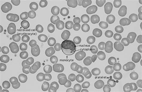Red Blood Cell Under Microscope Labeled Micropedia