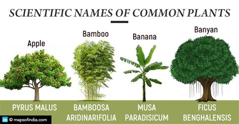 A Chart Of Common Houseplants And Their Botanical Names